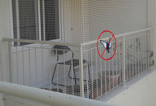 Bird Safety Nets in Bangalore