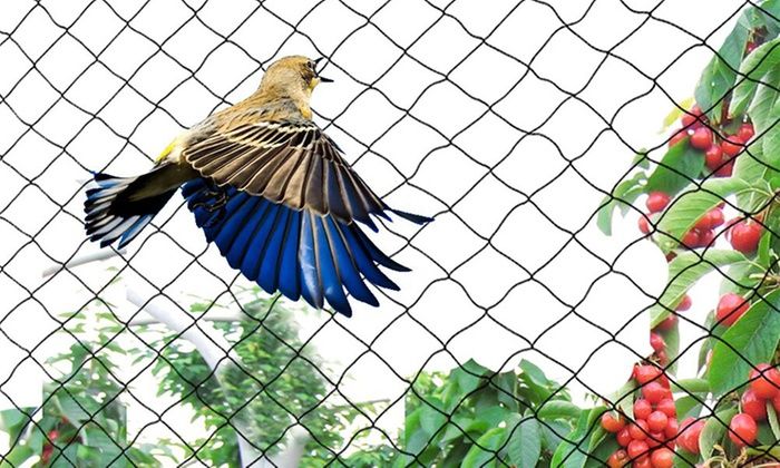 Bird Safety Nets in Bangalore