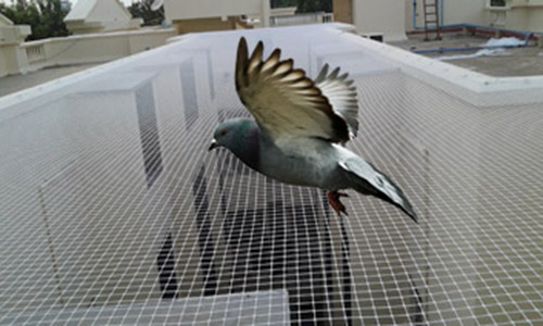 Bird Safety Nets in Bangalore