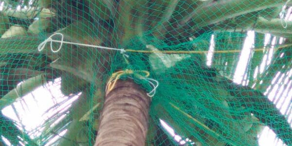 Coconut Safety Nets in Bangalore