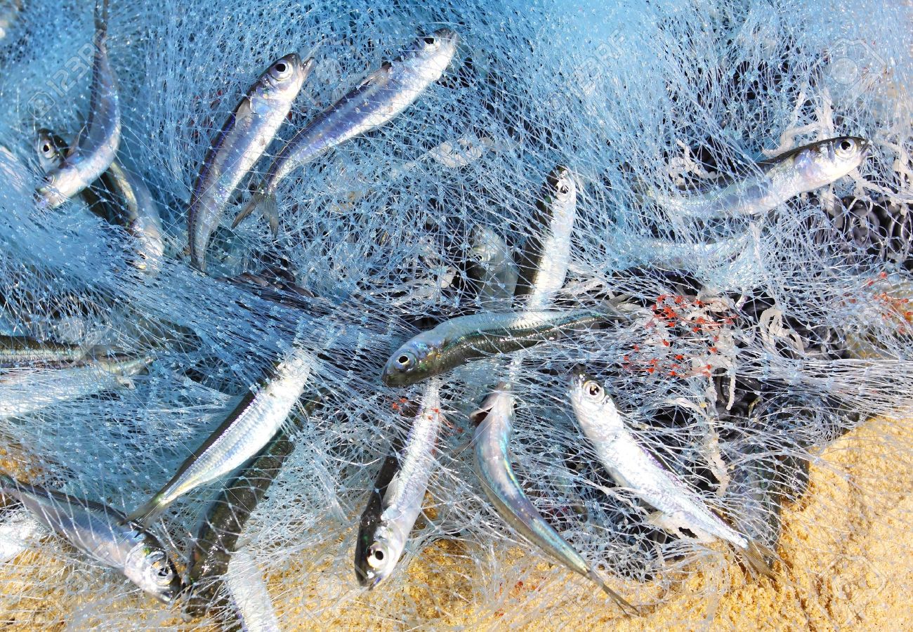 Fishing Nets in Bangalore
